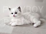 Show Class Secereli Ragdoll Yavrular