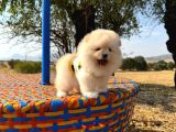 Pomeranian Boo