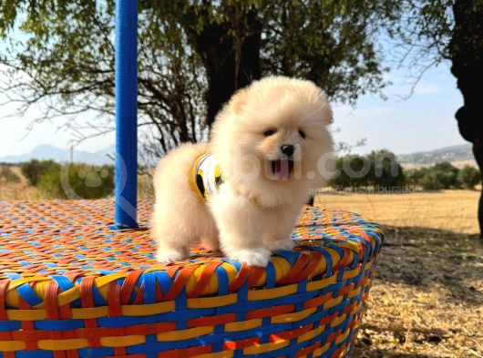 Pomeranian Boo görsel
