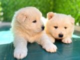 KAR BEYAZI SAMOYED BEBEKLERİMİZ