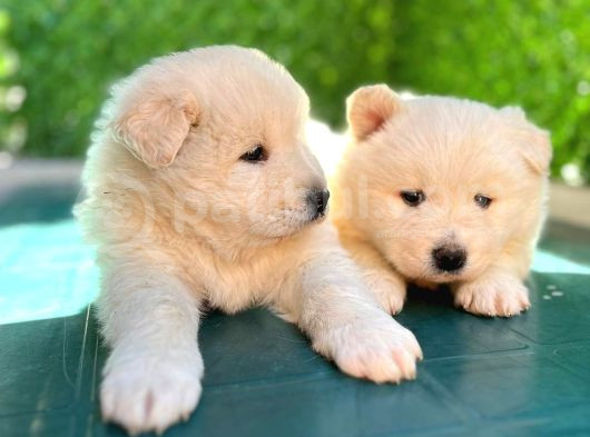 Kar Beyazi Samoyed Bebekleri̇mi̇z