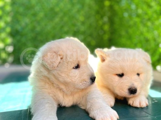 Kar Beyazi Samoyed Bebekleri̇mi̇z görsel