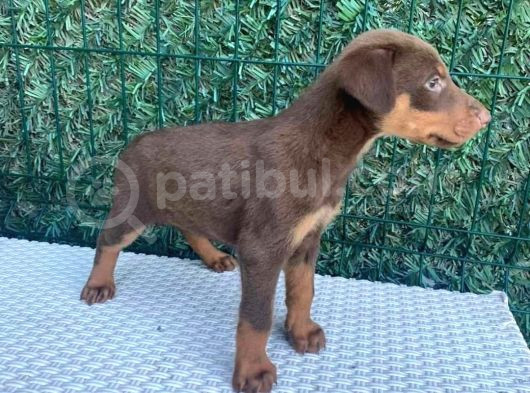 Kızıl Dişi A Class Doberman Yavrularımız görsel