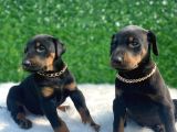 A Class Erkek ve Dişi Doberman Irkı Yavrular