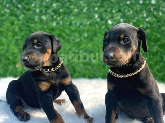 A Class Erkek Ve Dişi Doberman Irkı Yavrular