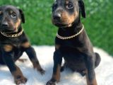 A Class Erkek Ve Dişi Doberman Irkı Yavrular