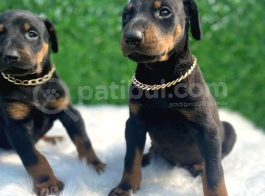 A Class Erkek Ve Dişi Doberman Irkı Yavrular görsel