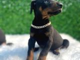 A Class Erkek Ve Dişi Doberman Irkı Yavrular