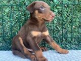 Kızıl Dişi A Class Doberman Yavrularımız