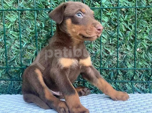 Kızıl Dişi A Class Doberman Yavrularımız