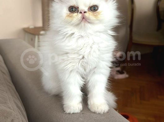 İran Exotic görsel