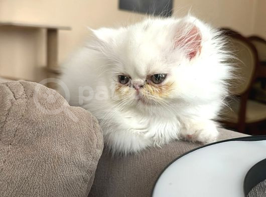 İran Exotic görsel