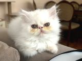 İran Exotic