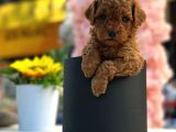 ırk ve sağlık garantili toy poodle bebeklerim