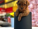 Irk Ve Sağlık Garantili Toy Poodle Bebeklerim