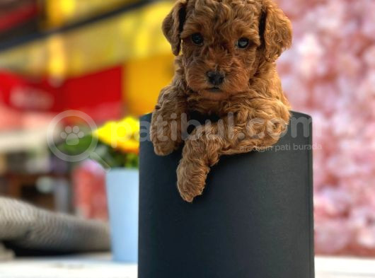 Irk Ve Sağlık Garantili Toy Poodle Bebeklerim görsel