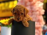 Irk Ve Sağlık Garantili Toy Poodle Bebeklerim