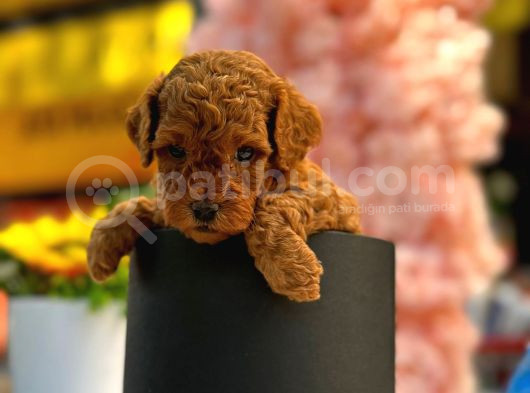 Irk Ve Sağlık Garantili Toy Poodle Bebeklerim görsel