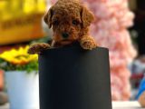 Irk Ve Sağlık Garantili Toy Poodle Bebeklerim