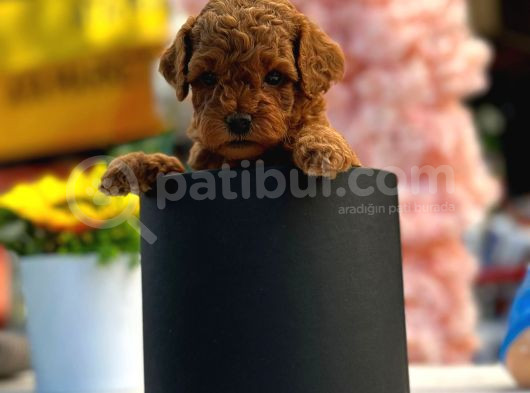 Irk Ve Sağlık Garantili Toy Poodle Bebeklerim görsel