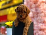 Irk Ve Sağlık Garantili Toy Poodle Bebeklerim