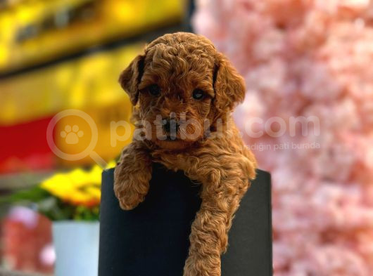 Irk Ve Sağlık Garantili Toy Poodle Bebeklerim görsel