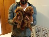 Super Kali̇te Mi̇ni̇ Boy Toy Poodle Yavrular