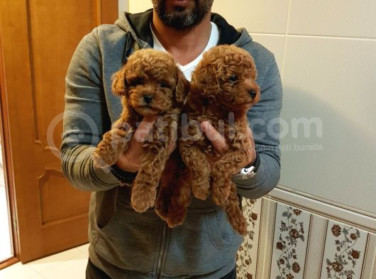 Super Kali̇te Mi̇ni̇ Boy Toy Poodle Yavrular görsel