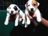 Süper Kalite Kısa Bacak Jack Russell Yavrular