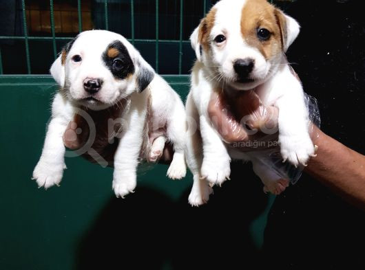 Süper Kalite Kısa Bacak Jack Russell Yavrular görsel