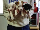 Süper Kalite Kısa Bacak Jack Russell Yavrular