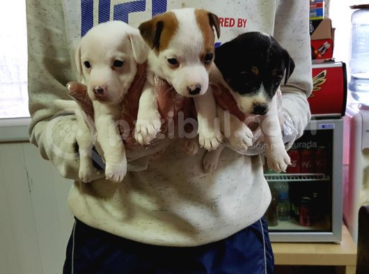 Süper Kalite Kısa Bacak Jack Russell Yavrular görsel