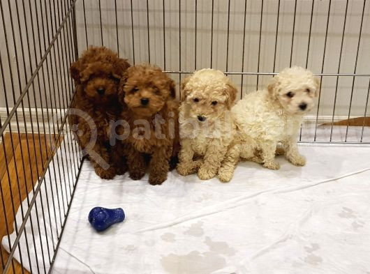 Super Kali̇te Mi̇ni̇ Boy Toy Poodle Yavrular görsel