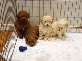 Super Kali̇te Mi̇ni̇ Boy Toy Poodle Yavrular