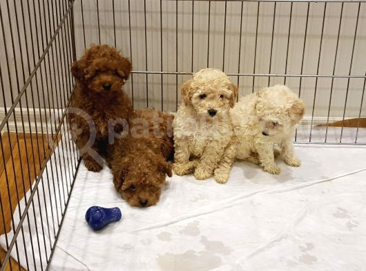 Super Kali̇te Mi̇ni̇ Boy Toy Poodle Yavrular görsel