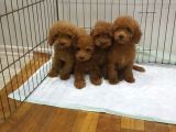 Super Kali̇te Mi̇ni̇ Boy Toy Poodle Yavrular