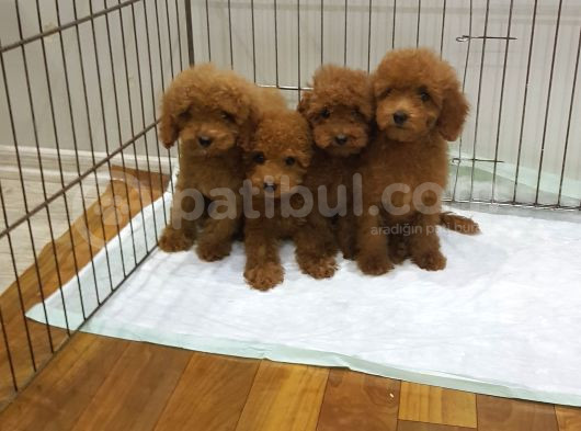 Super Kali̇te Mi̇ni̇ Boy Toy Poodle Yavrular görsel