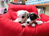 Süper Kalite Kısa Bacak Jack Russell Yavrular