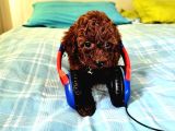 Toy Poodle Kore Yavrular