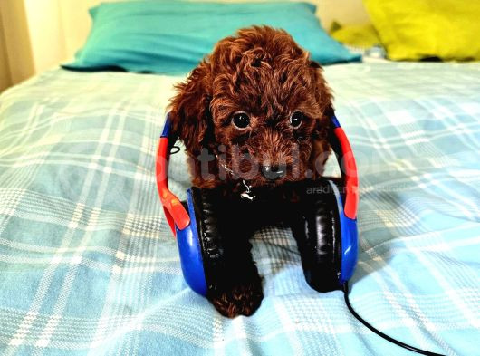 Toy Poodle Kore Yavrular görsel