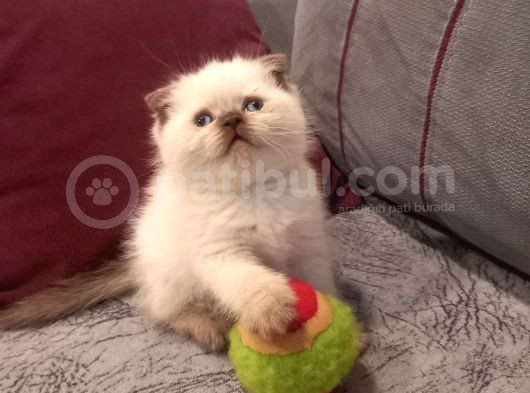 Ayıcık Surat Scotsh Fold Bebek 