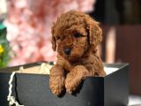 A KALİTE TOY POODLE YAVRULARIM