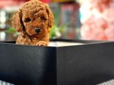 A Kali̇te Toy Poodle Yavrularim
