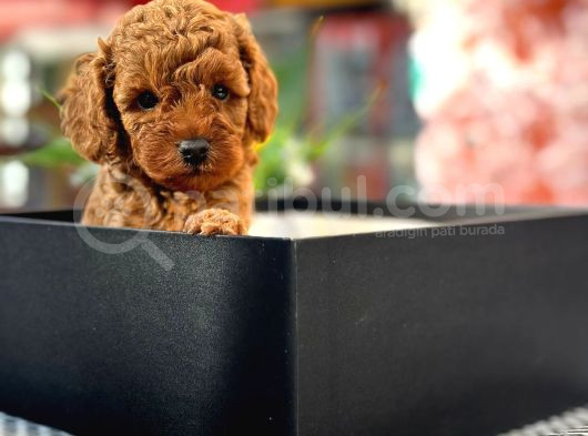 A Kali̇te Toy Poodle Yavrularim görsel