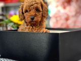 A Kali̇te Toy Poodle Yavrularim