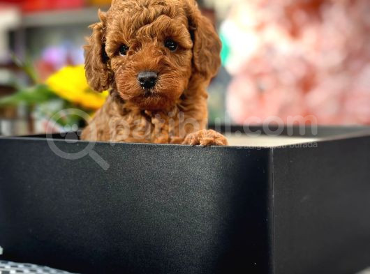 A Kali̇te Toy Poodle Yavrularim görsel