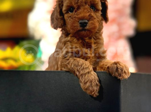 A Kali̇te Toy Poodle Yavrularim görsel