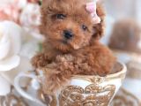 Kıpkırmızı Red Tooy Poodle Sevimli Yavrular 