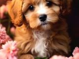 Kahve tonlu mini boy puppy sevimli yavrular MALTİPO CİNSİ 
