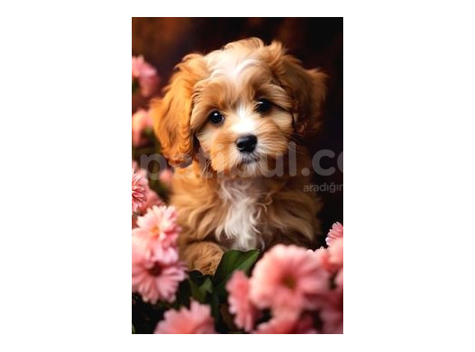 Kahve Tonlu Mini Boy Puppy Sevimli Yavrular Malti̇po Ci̇nsi̇ 